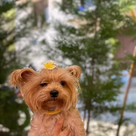 Harmony Butik Szálloda Alanya